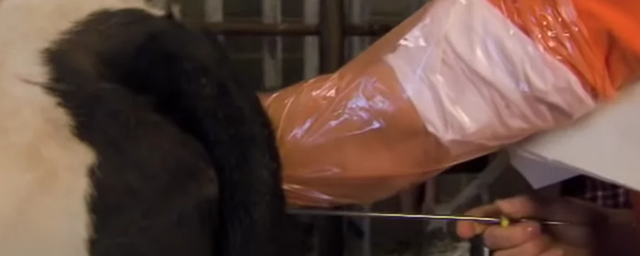 Dairy cow being inseminated